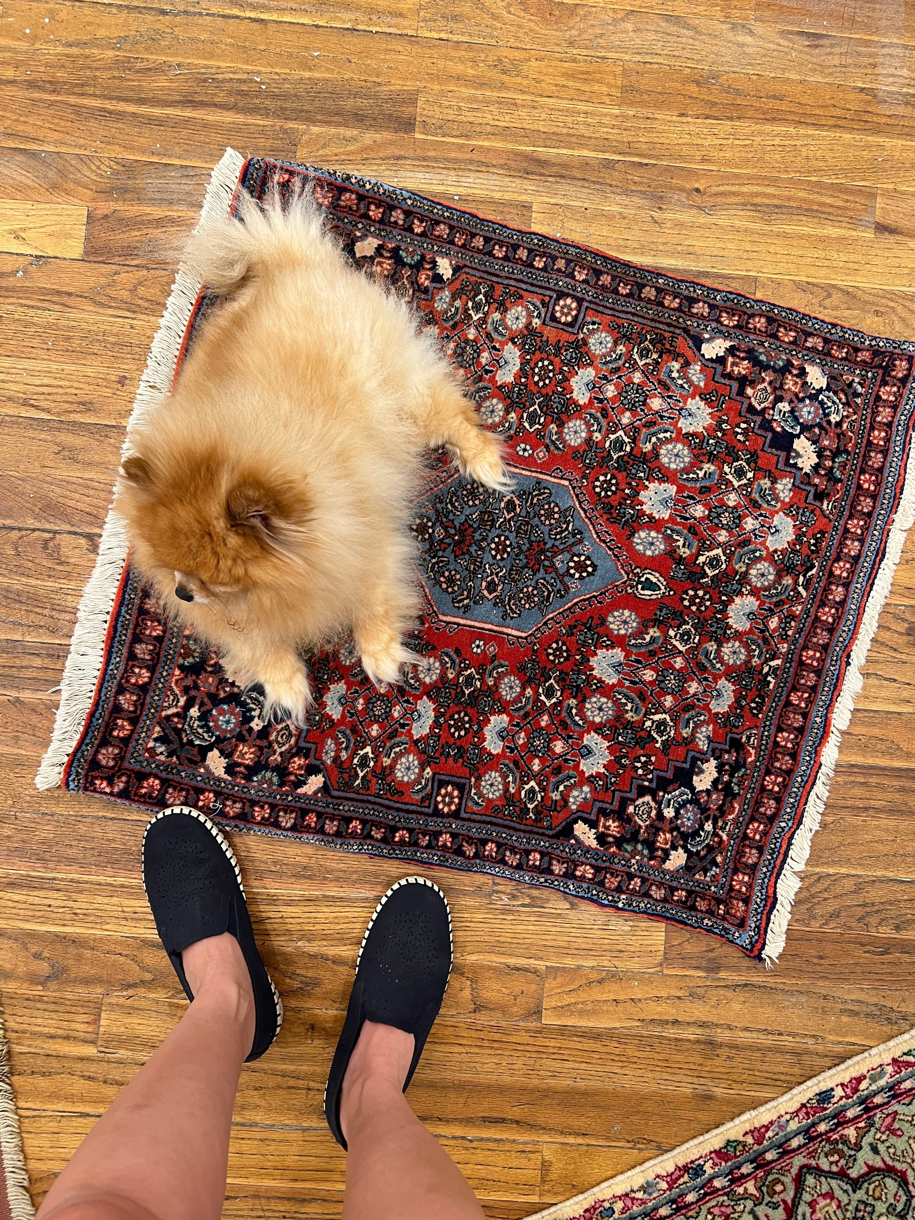 Persian Bijar Rug | 2' 4" x 2' 6" Rug the Rock