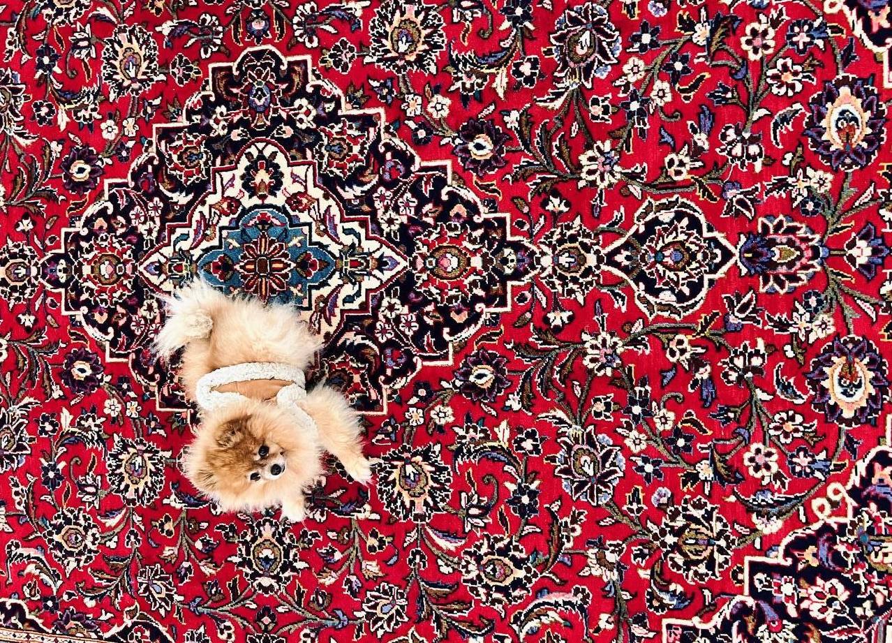 Shop Authentic Persian & Oriental Rugs
– Rug the Rock