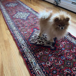 Hamadan Asadabad Runner | 12' 8" x 2' 5" - Rug the Rock