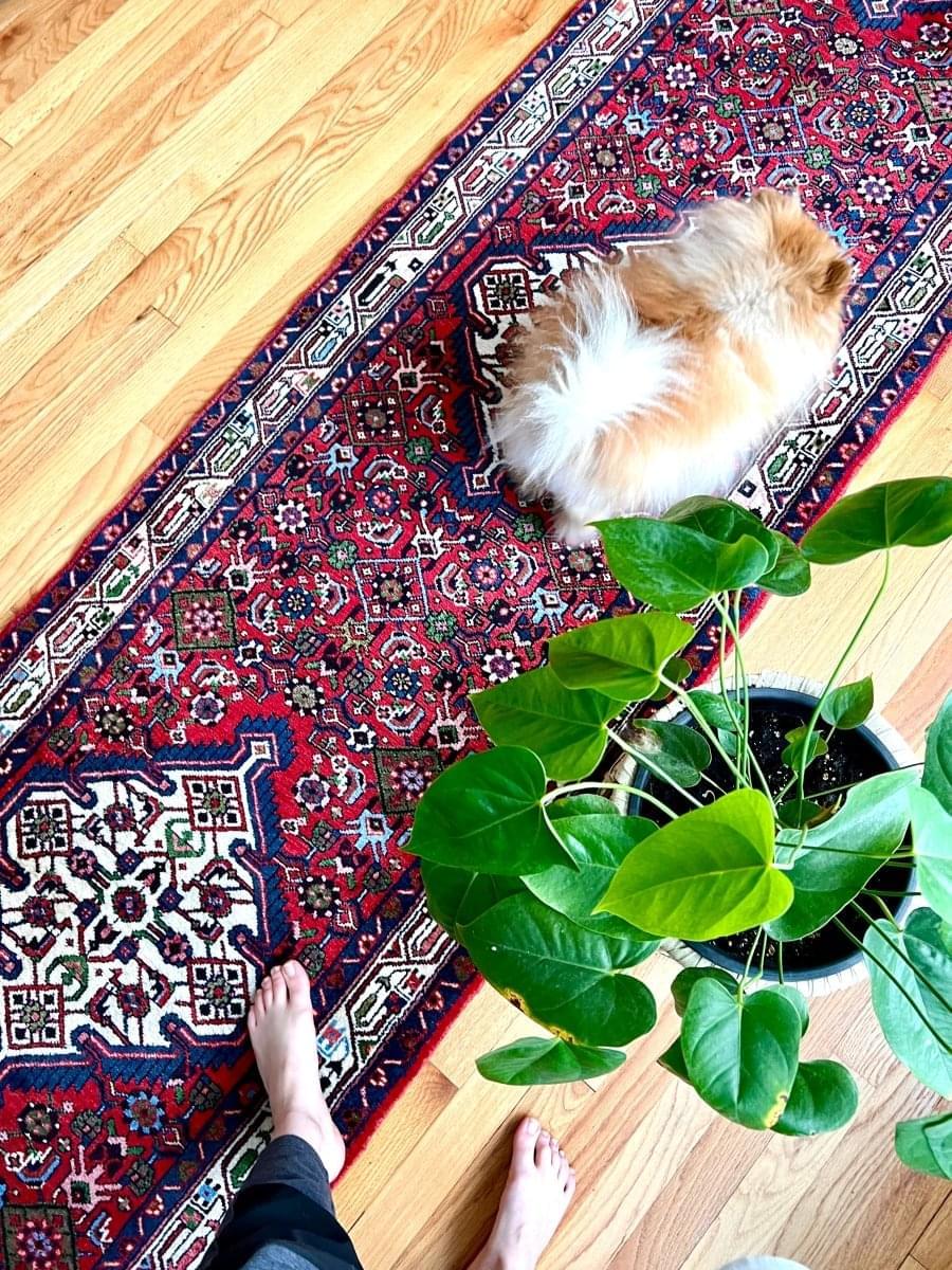 Hamadan Asadabad Runner | 12' 8" x 2' 5" - Rug the Rock