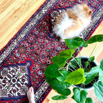 Hamadan Asadabad Runner | 12' 8" x 2' 5" - Rug the Rock