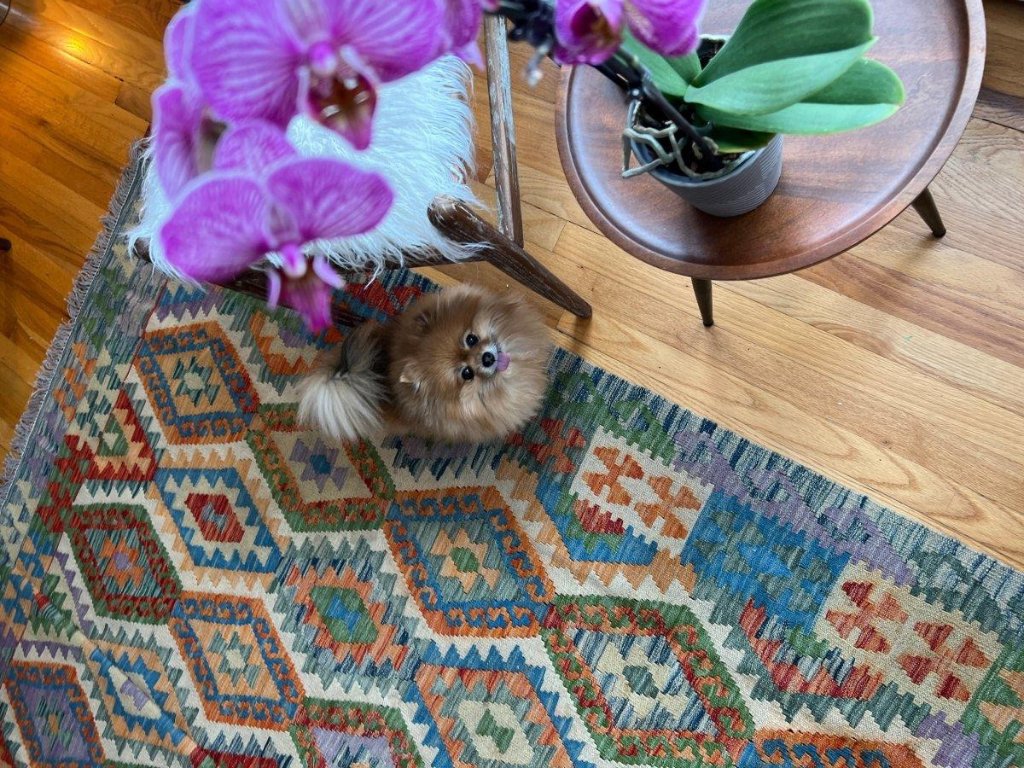 Worst Rugs Best and Worst Rugs for Dogs: Choose the Right Rug for Your Furry ...