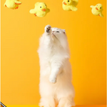 Automatic Electric Duck Cat Toy Rug the Rock