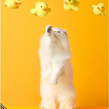 Automatic Electric Duck Cat Toy Rug the Rock