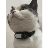 Pet Collar Camera Rug the Rock