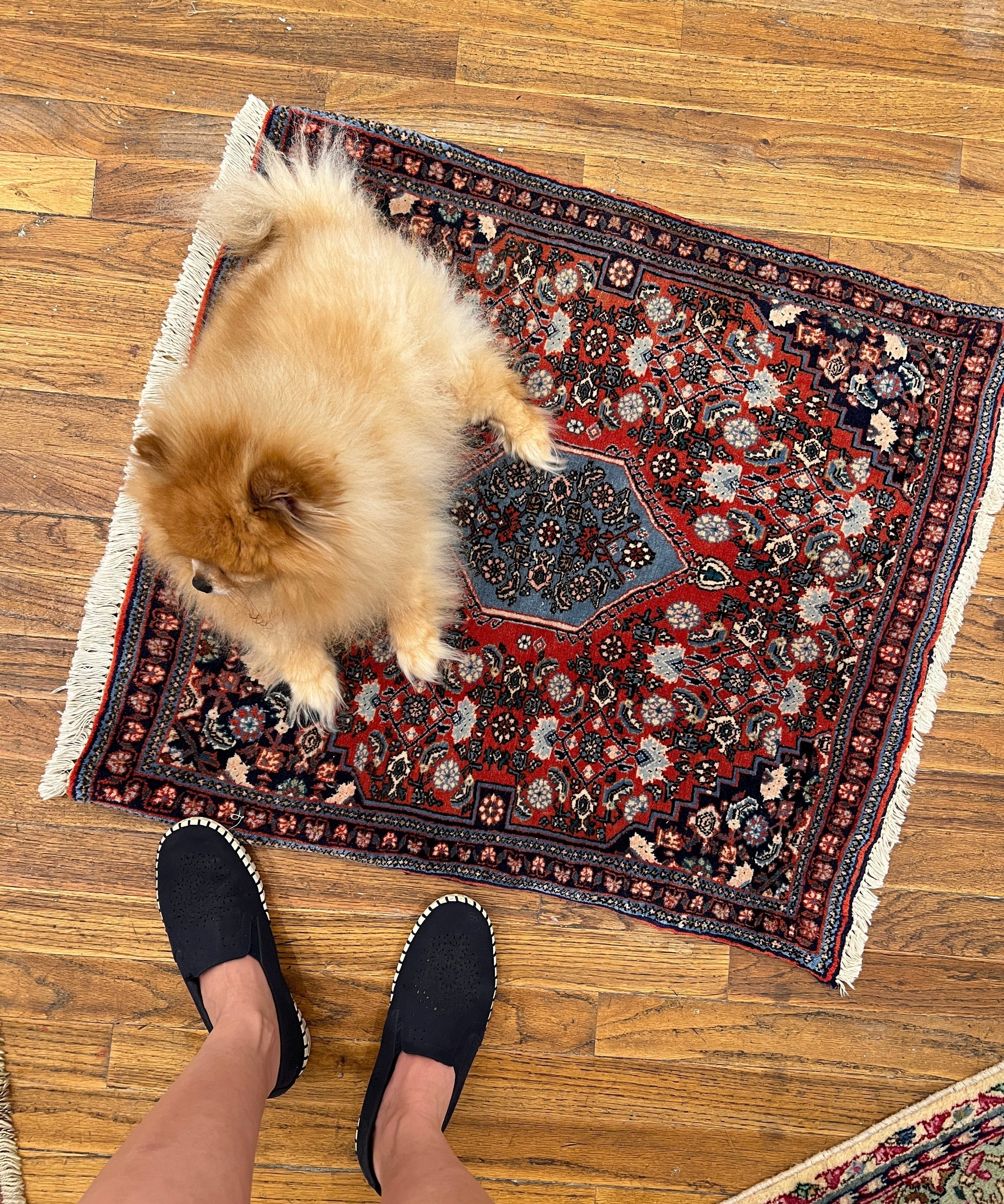 Persian Bijar rug with red and navy geometric medallions, fringed border