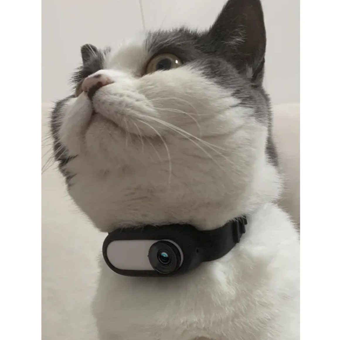 Pet Collar Camera Rug the Rock