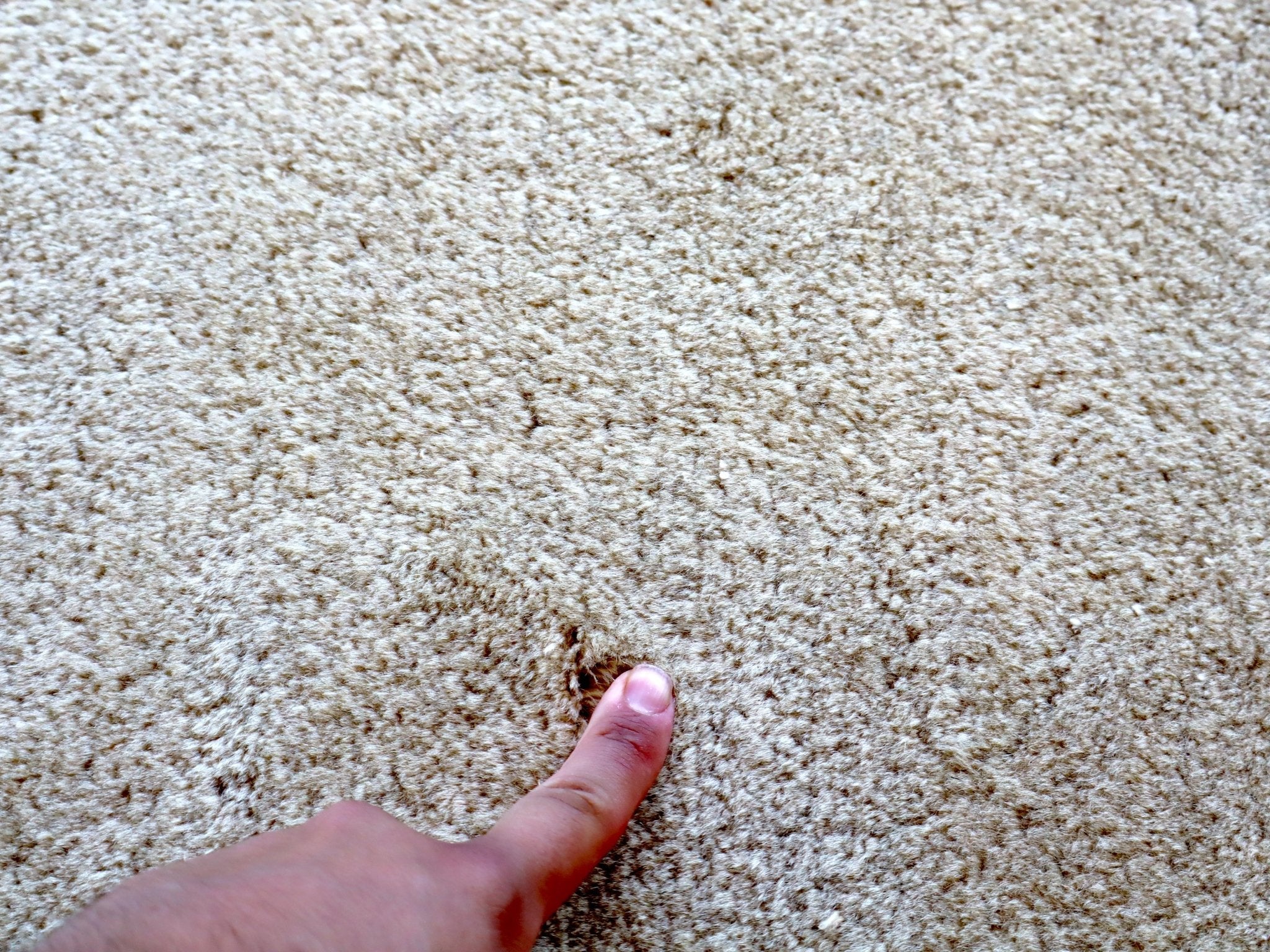 Close-up of off-white rug pile with fingertips showing soft texture