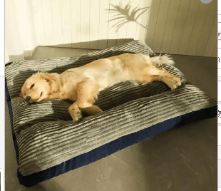 PurrClean Washable Pet Bed - Rug the Rock - sold