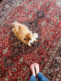 Persian Tabriz Azarshahr Rug | 9’ 8” x 6’ 4” Rug the Rock