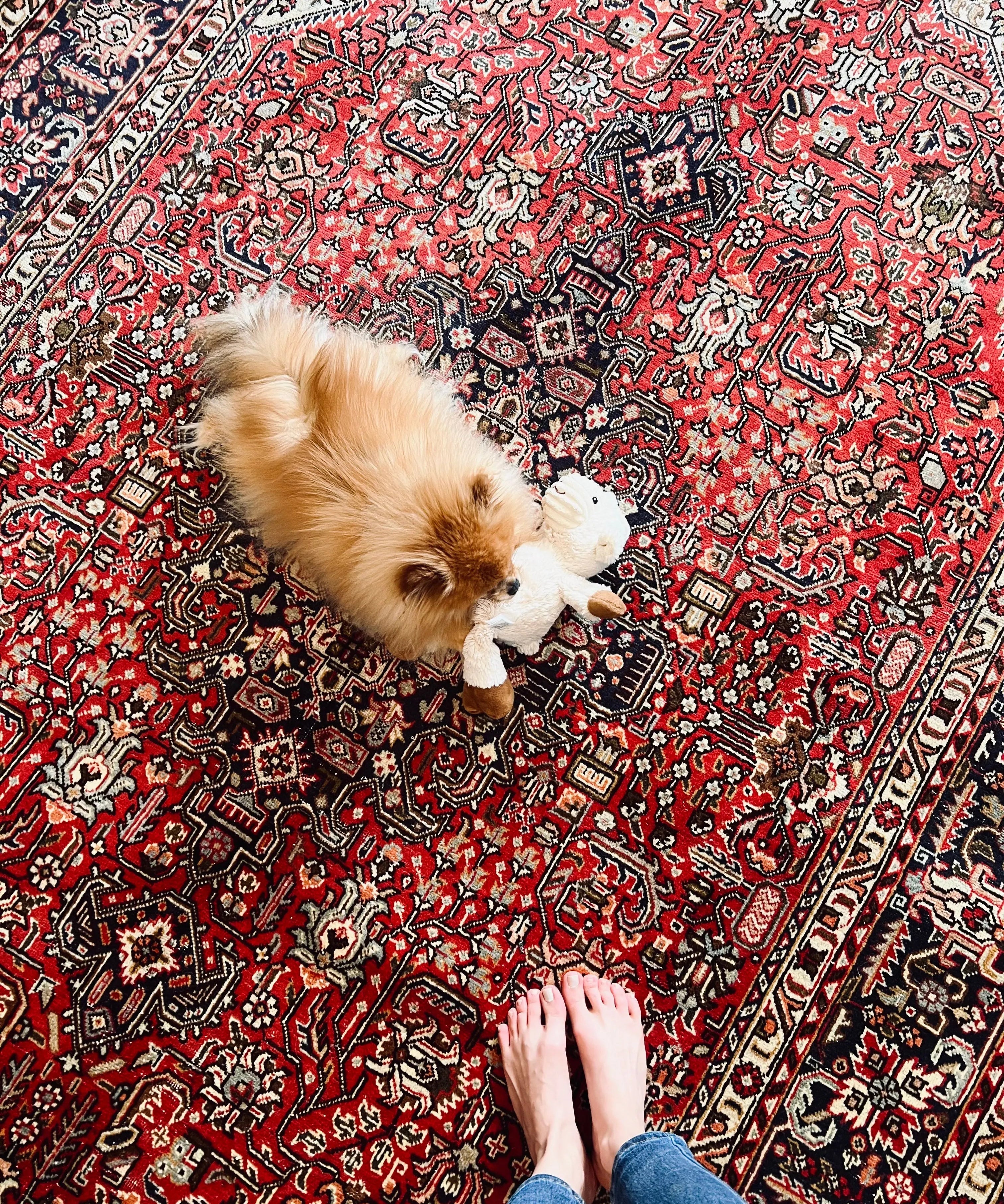 Persian Tabriz Azarshahr rug with red field, dark motifs, and cream border medallions