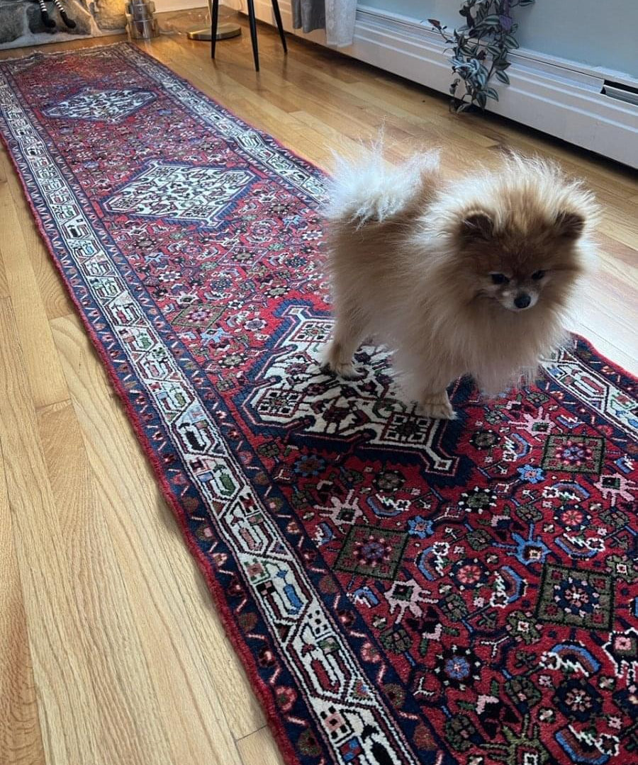 Small dog lying on red and navy runner rug with cream geometric accents