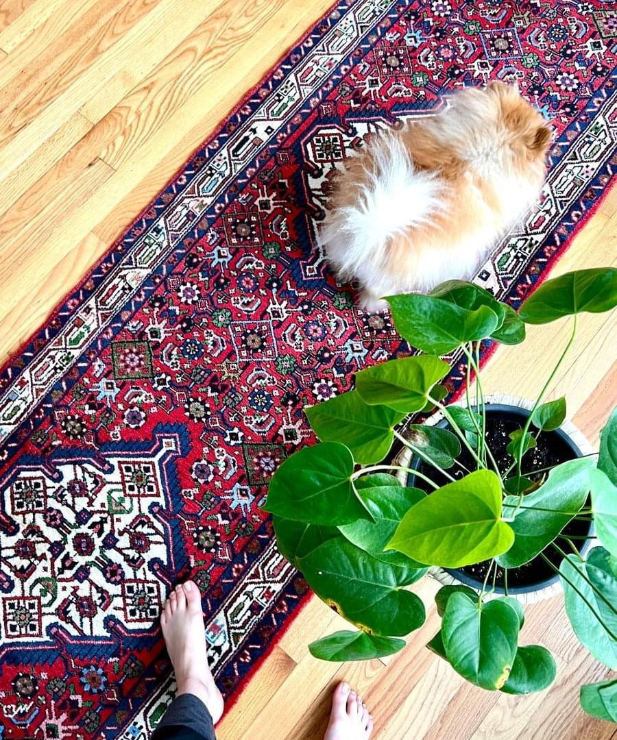 Red, navy, and cream rug with ornate motifs; dog on top