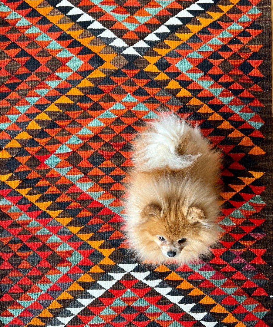 Multicolor diamond-pattern runner rug with red, blue, orange, teal, white, and black; pet on it